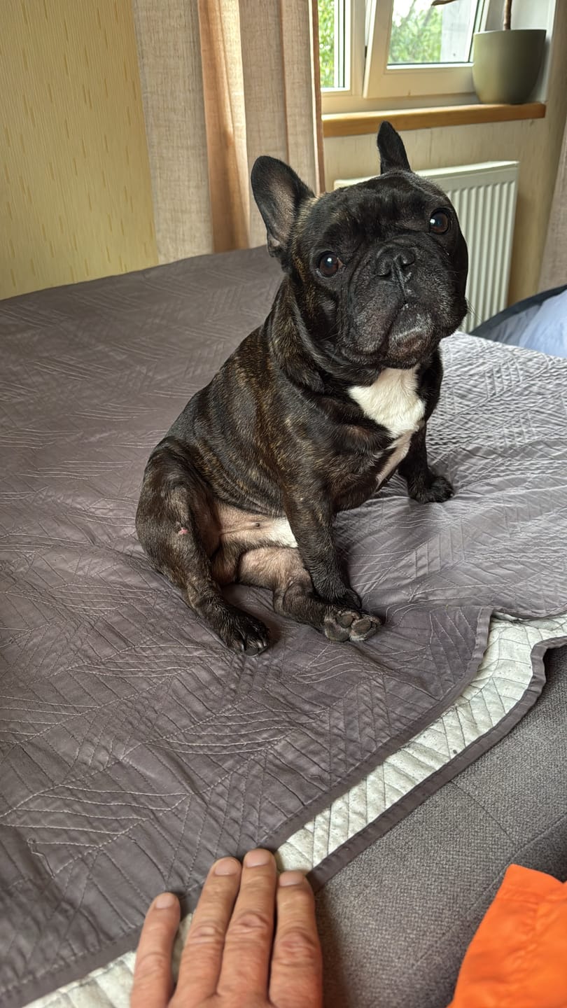 Customer photo review of Active VetDiet Dermo suņiem