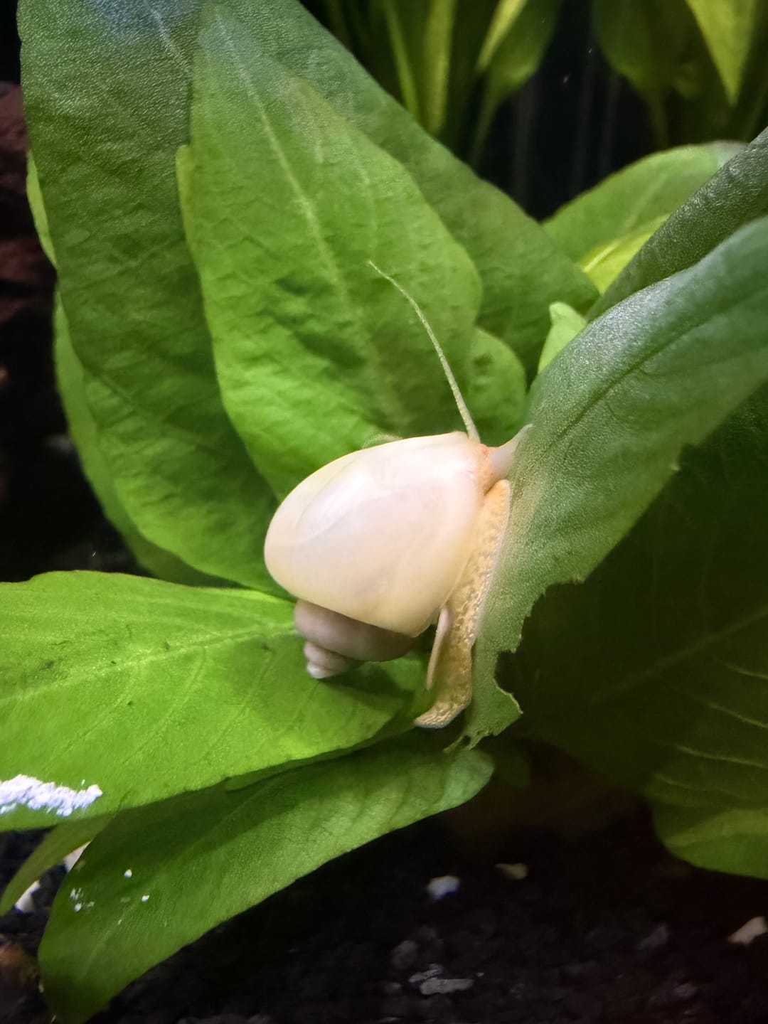 Customer photo review of Ivory Mystery Snail