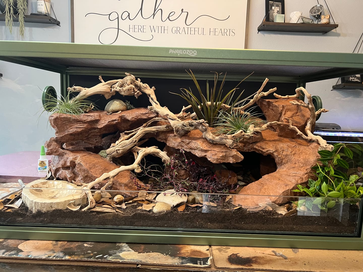 Customer photo review of 50 Gallon Geckos Tanks 36x18x18
