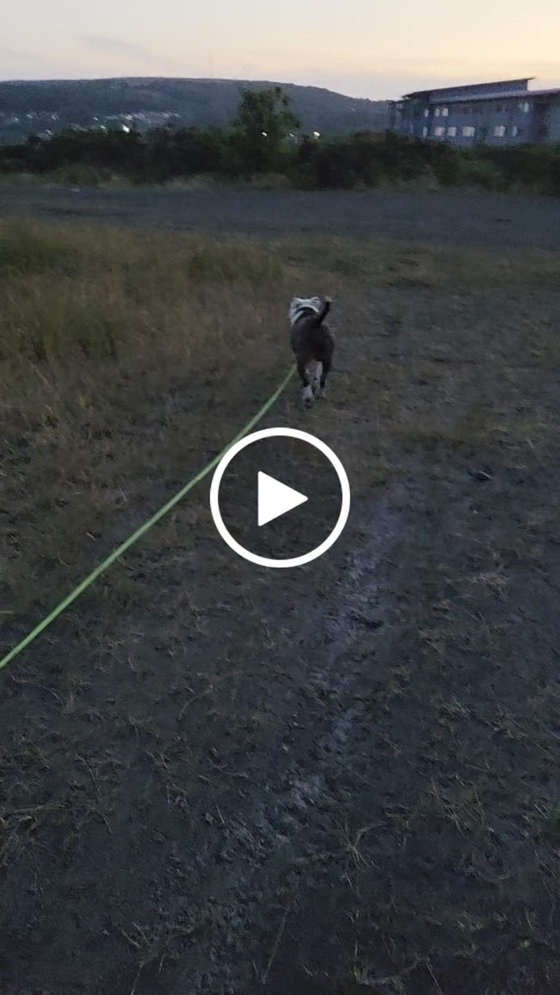 Customer video review of 10m Recall Billowthane® Lead | Waterproof | Neon Green