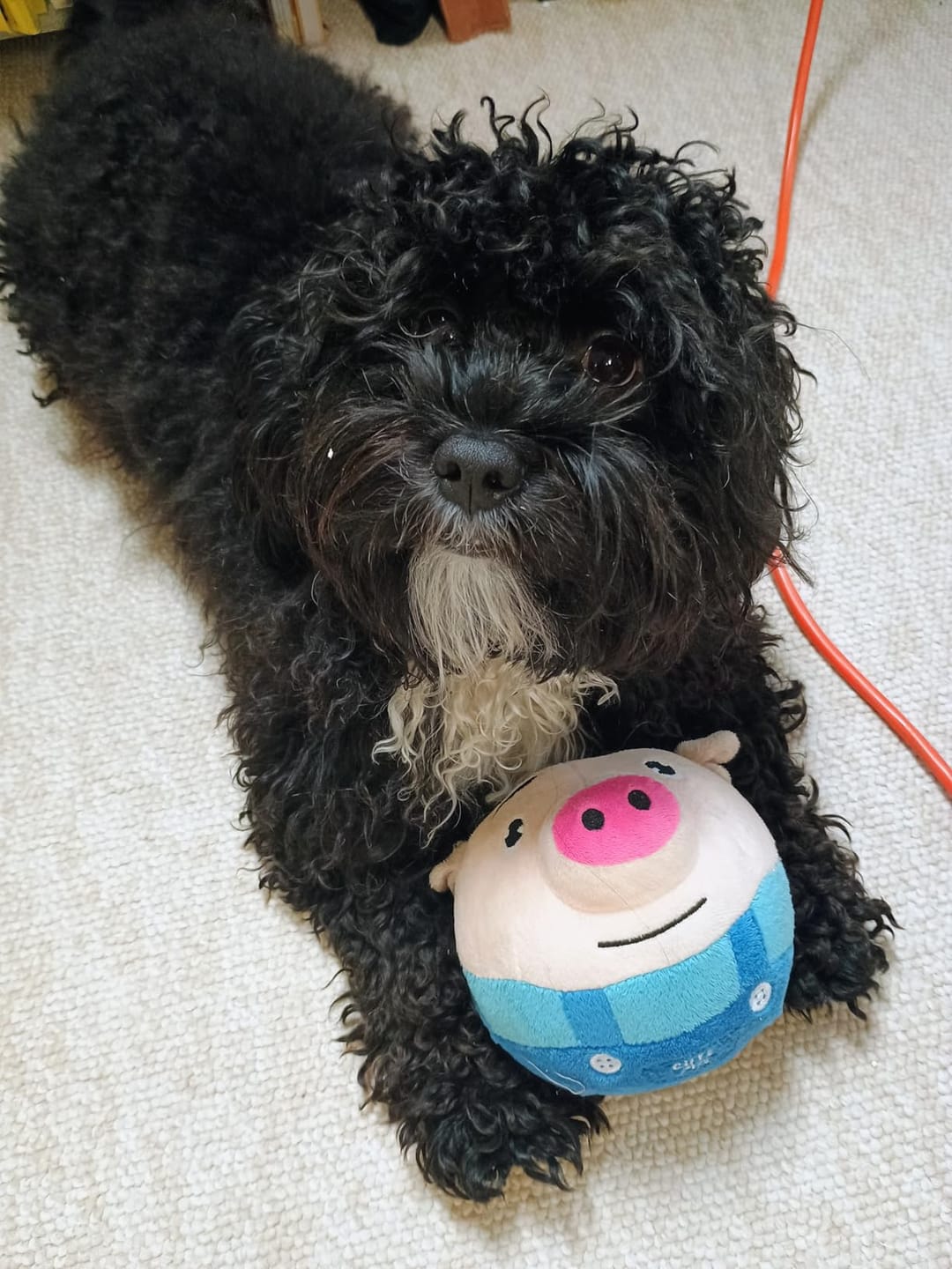 Customer photo review of Pig Pig