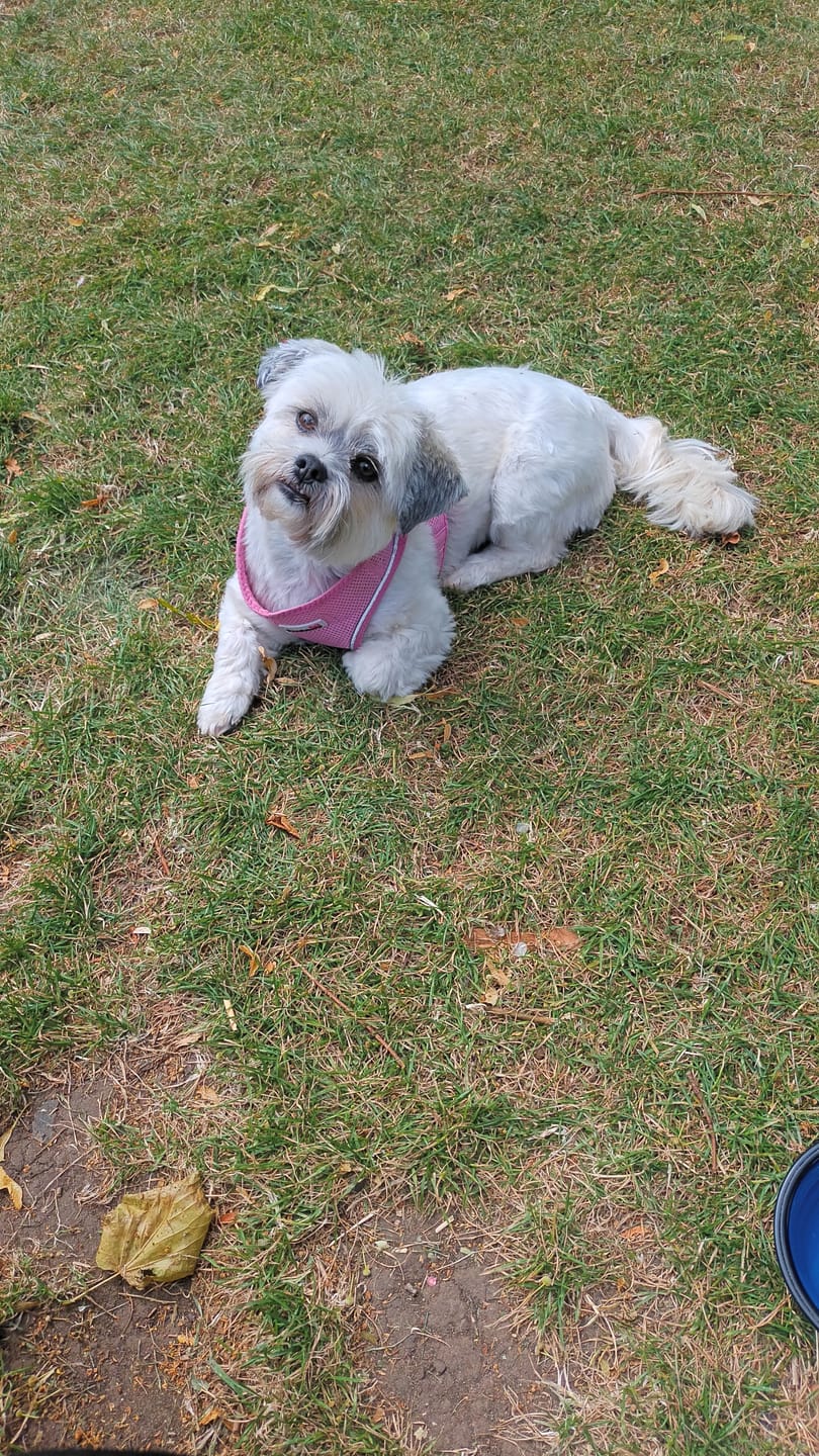 Customer photo review of Natural Flea, Lice & Tick Spray for Dogs | 500ml