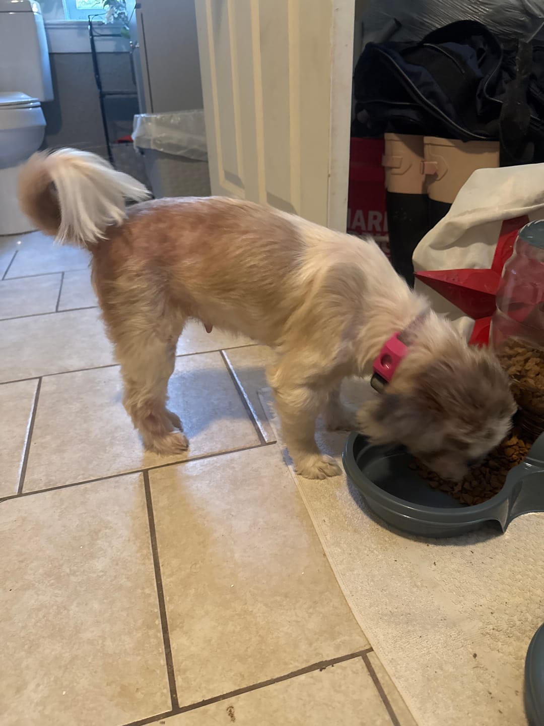 Customer photo review of FurLife™ 12 Months Flea and Tick Free