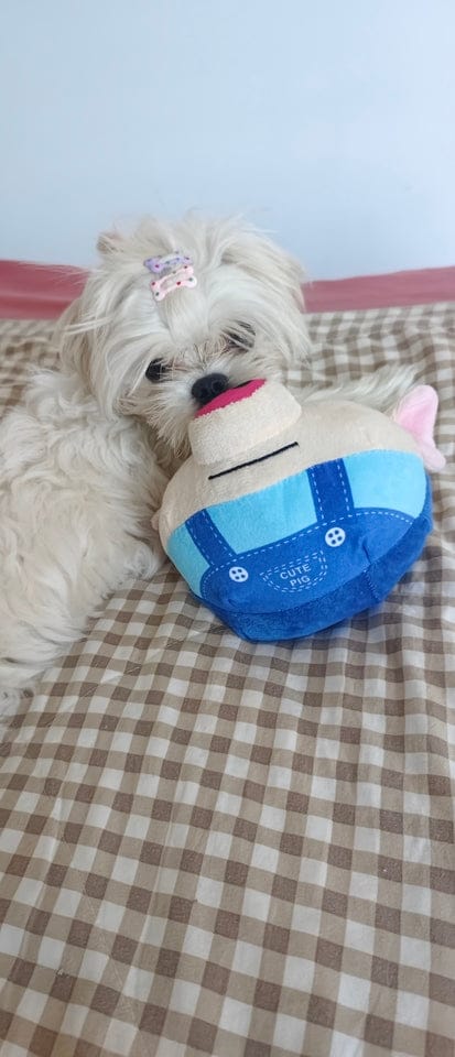 Customer photo review of Pig Pig
