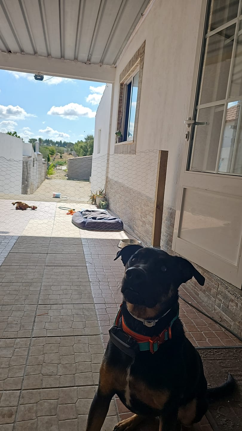 Customer photo review of 2.5cm Lighter Combat® Collar | With Handle & Secure Clip - Turquoise x Orange