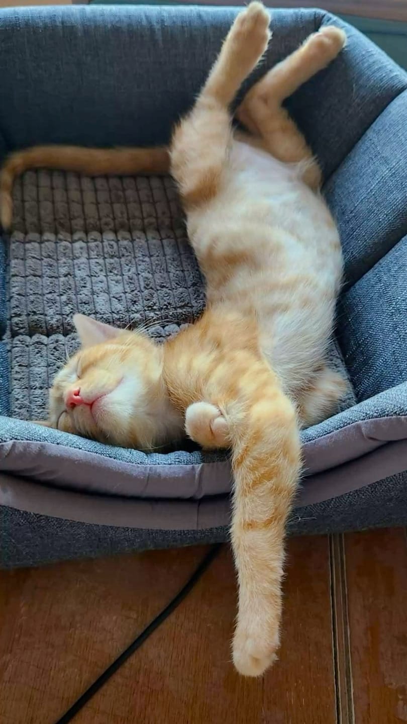 Customer photo review of PawSpa® Calmy™ — Sonidos de Relajación para Mascotas