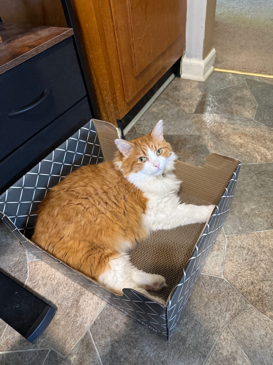 Customer photo review of Hide & Scratch Extra-Large Cat Scratcher Box