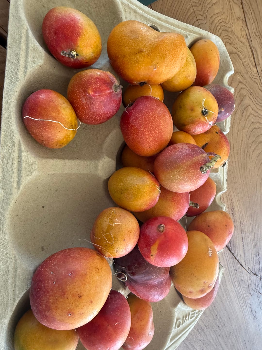 Customer photo review of Baby-Mango Irwin Bio von Julian