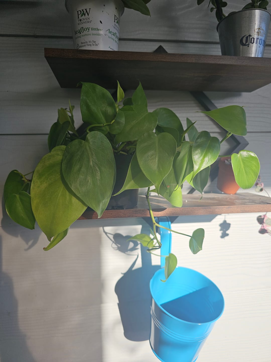 Customer photo review of Philodendron hederaceum 'Lemon Lime'