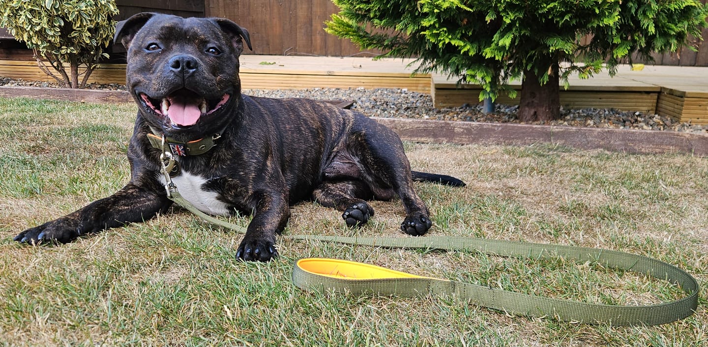 Customer photo review of Staffordshire Bull Terrier 1935® Nylon Collar - Stitch Edition - Green & Neon Orange