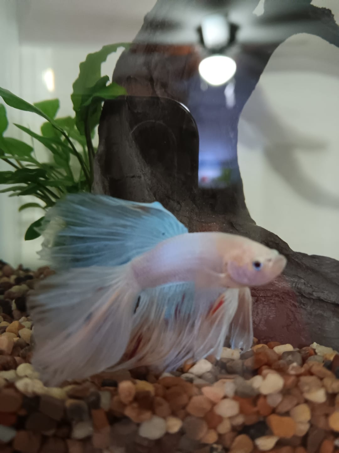 Customer photo review of Pink Halfmoon Male Betta Fish | You Pick Fish | Order Directly From Farm
