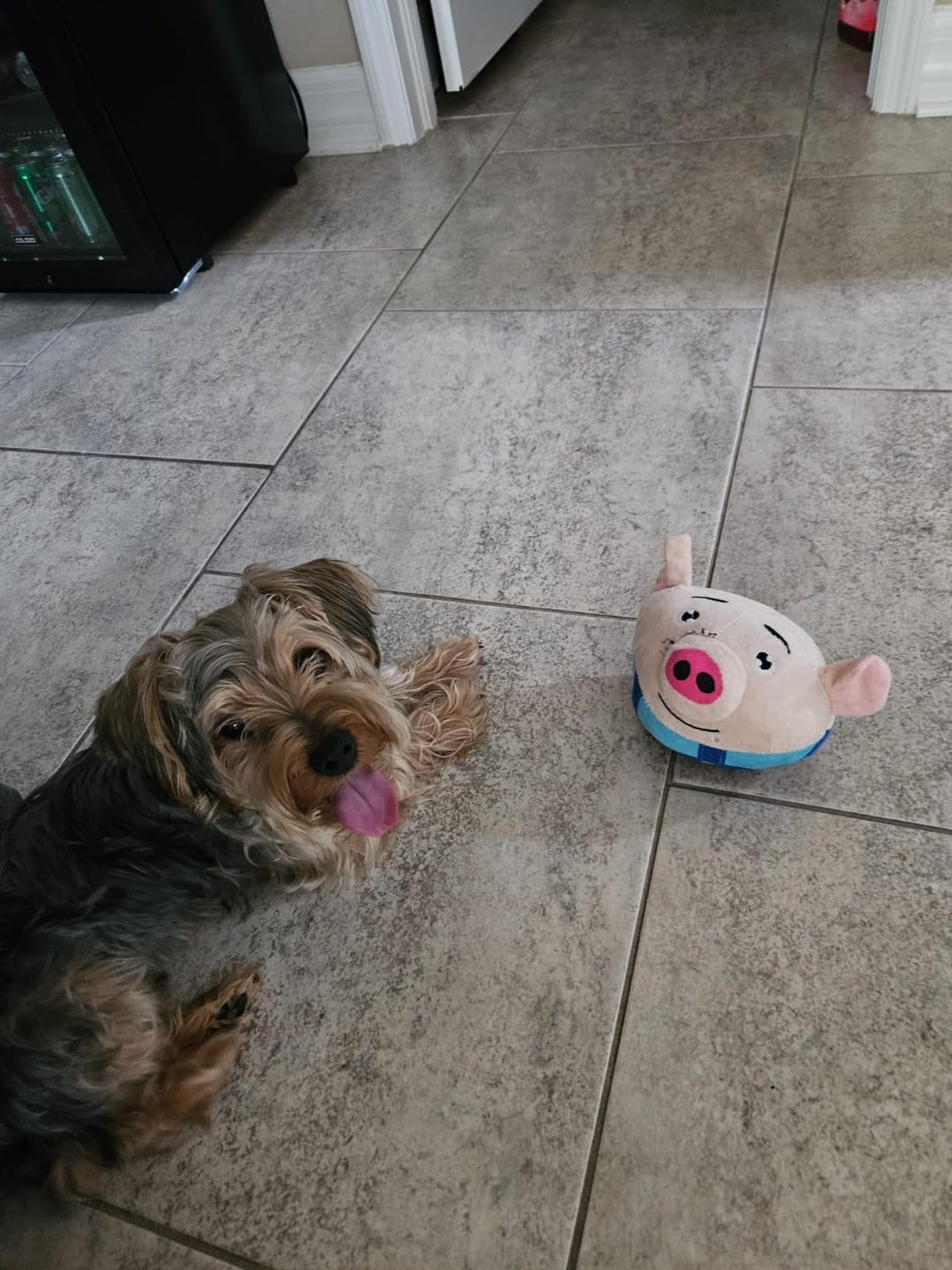 Customer photo review of Pig Pig