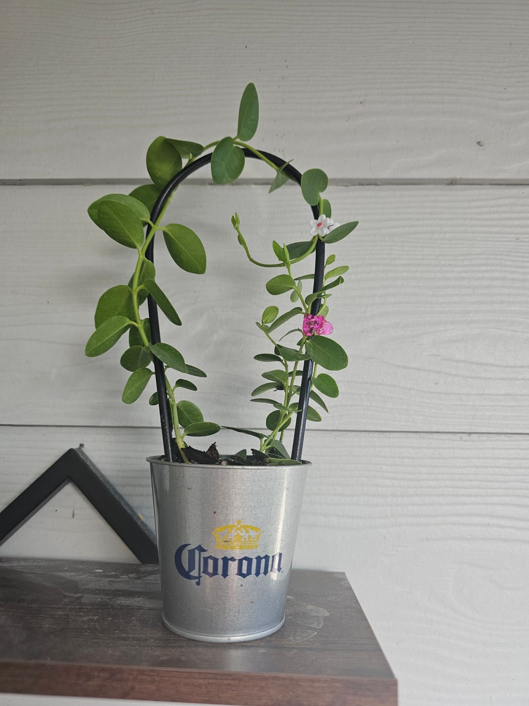 Customer photo review of Hoya cumingiana