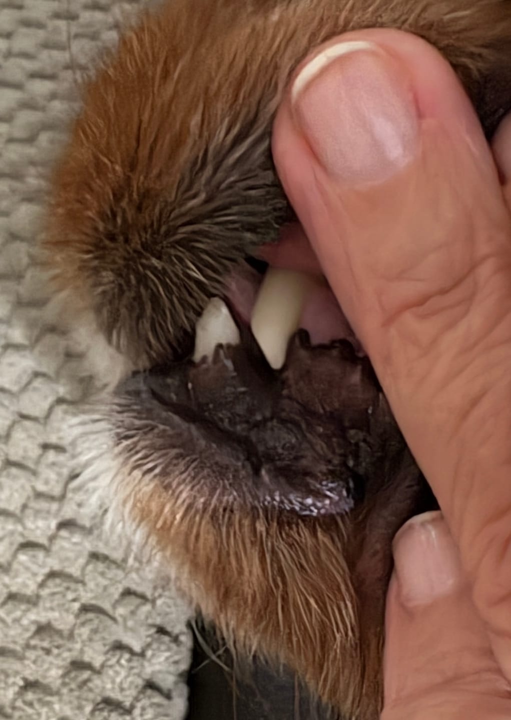 Customer photo review of 1-TDC  Oral Health + Mobility Support for Dogs