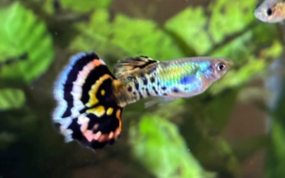 Customer photo review of Premium Mixed Color Male Guppy Fish