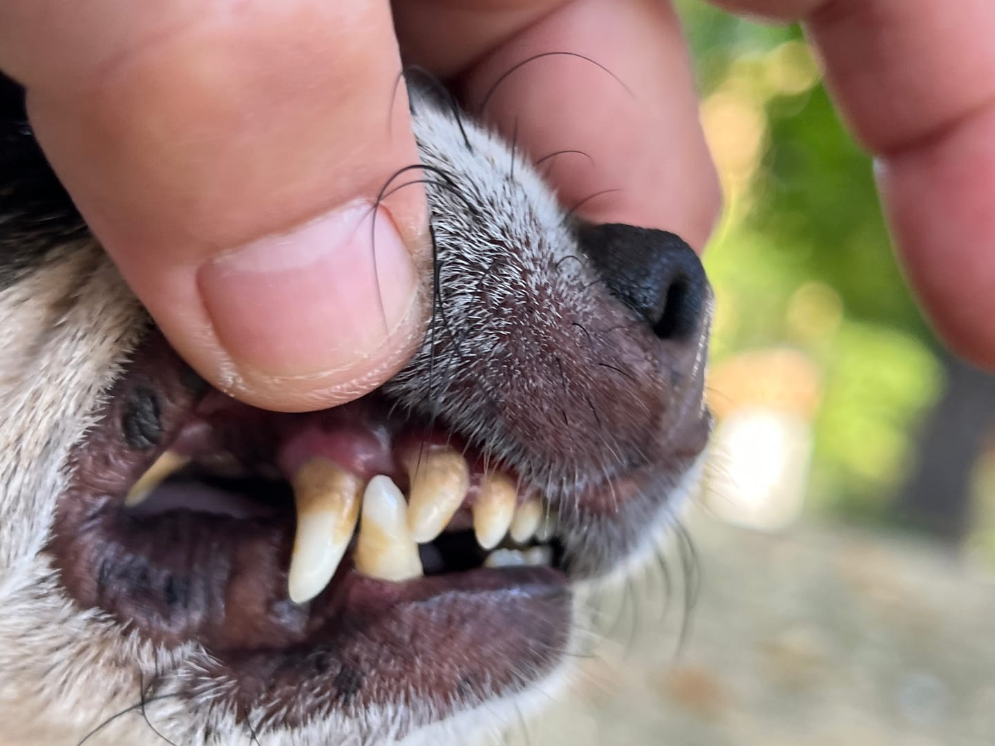 Customer photo review of Dentalspray für Hunde & Katzen