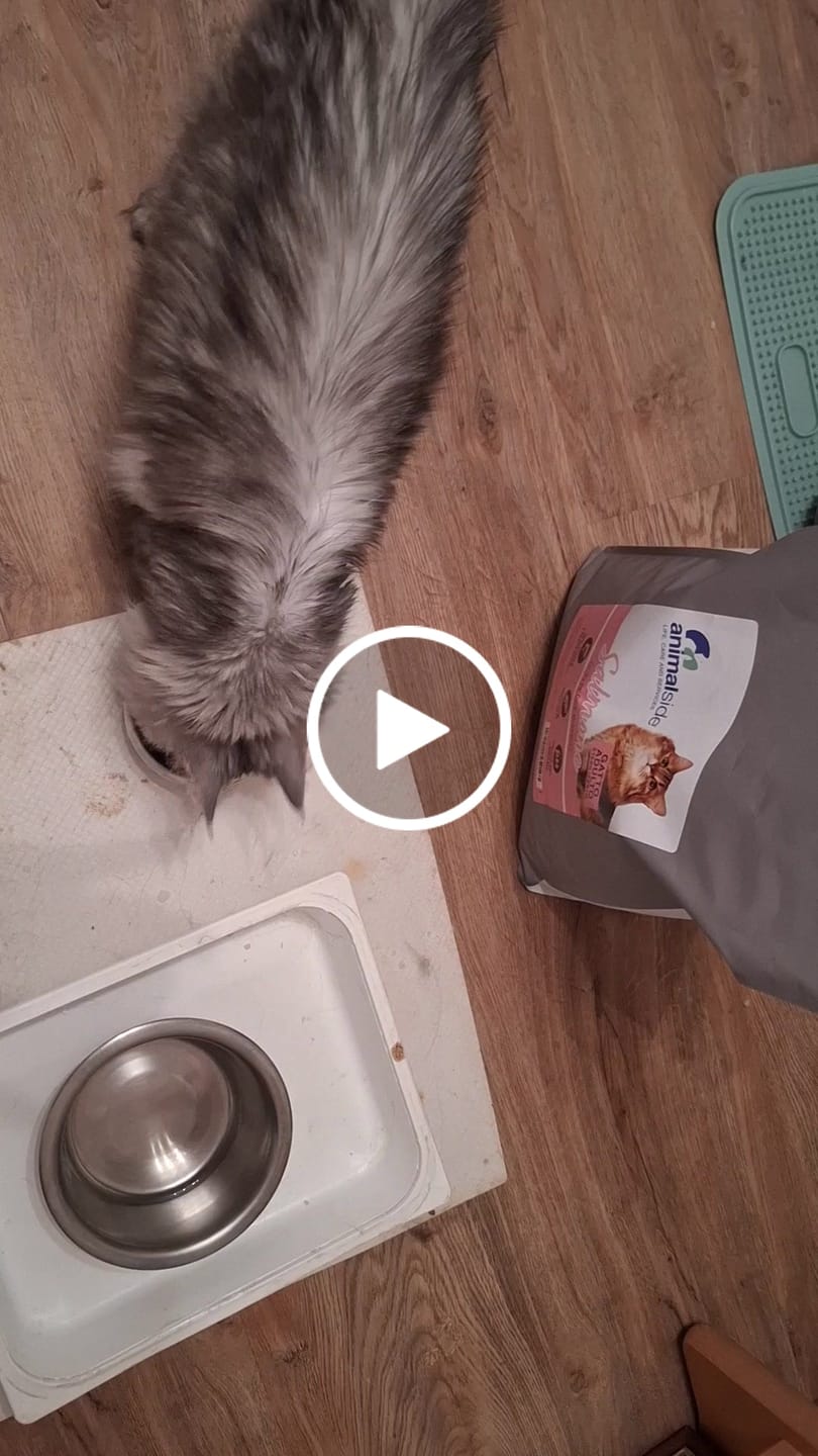 Customer video review of Crocchette per Gatti Adulti Sterilizzati - Salmone con Pesce Bianco - Grain Free