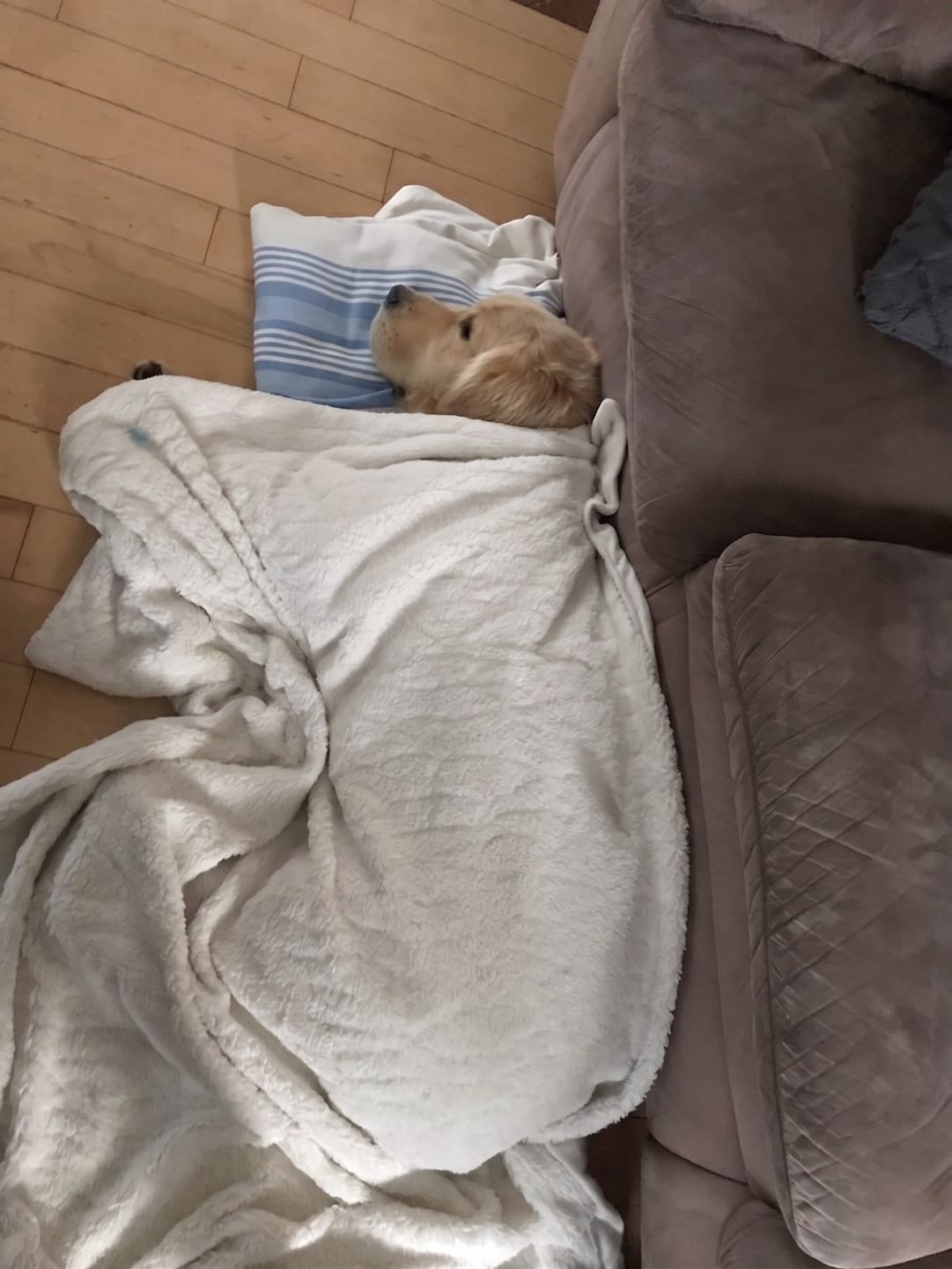 Customer photo review of PawSpa® Calmy™ — Sonidos de Relajación para Mascotas