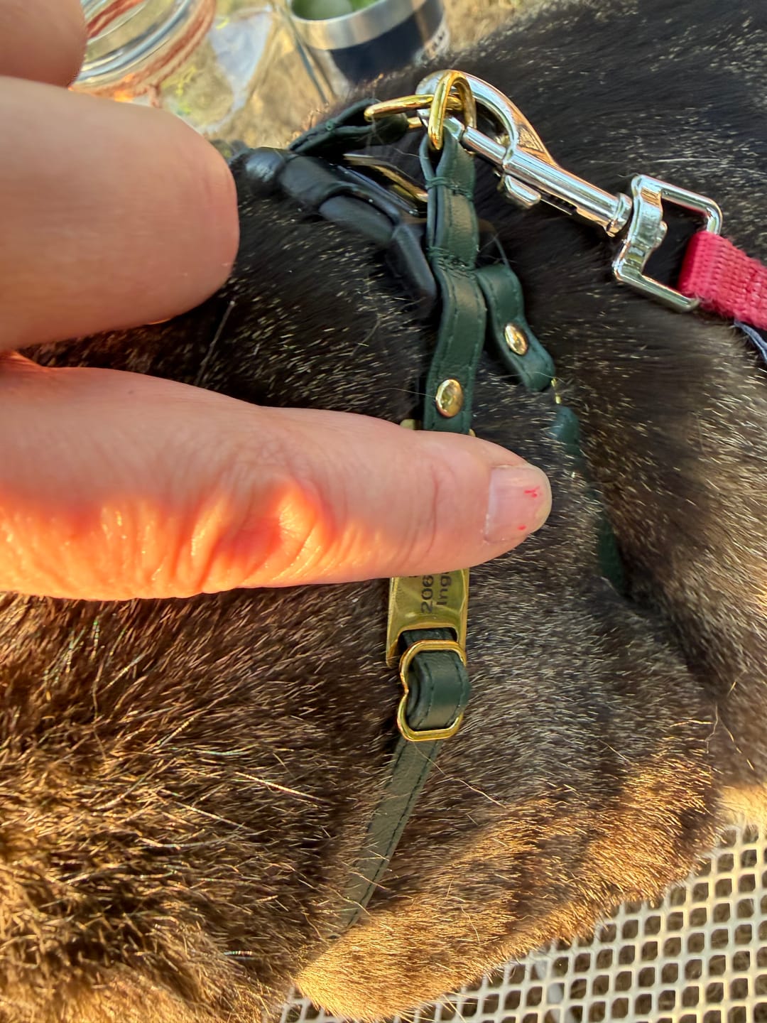 Customer photo review of Slide-On Cat ID Tag - Custom Engraved