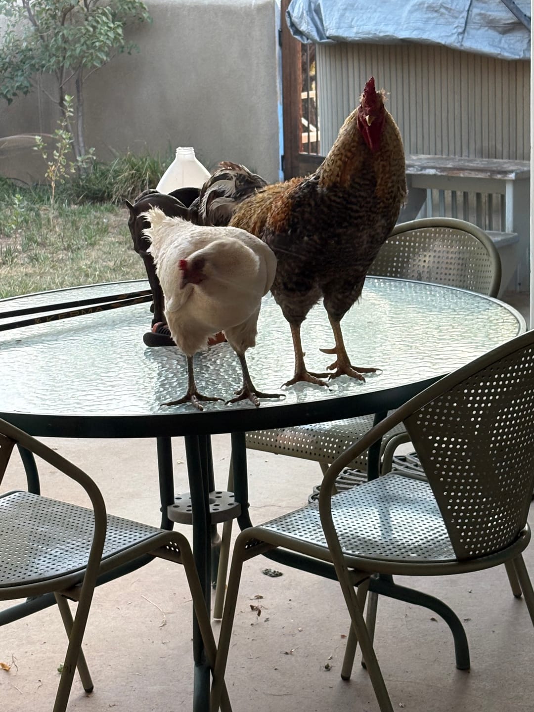 Customer photo review of Complete Guide to Healthy Chickens and Better Eggs (Digital Guide)