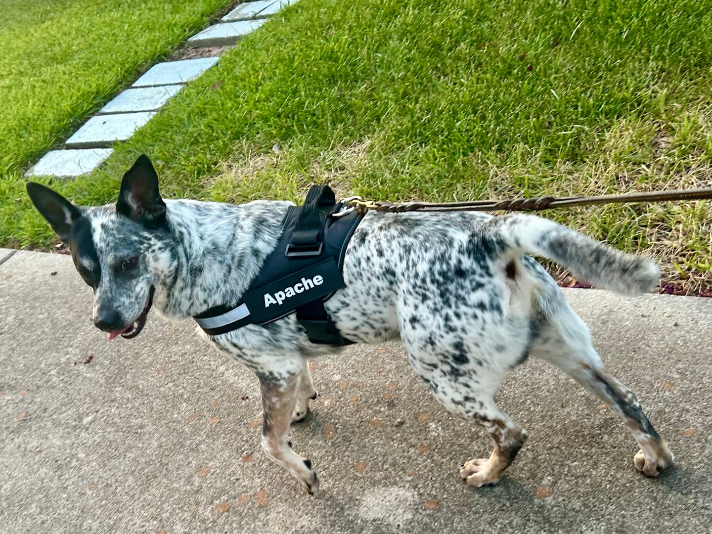 Customer photo review of Dogshood ™ Easy On