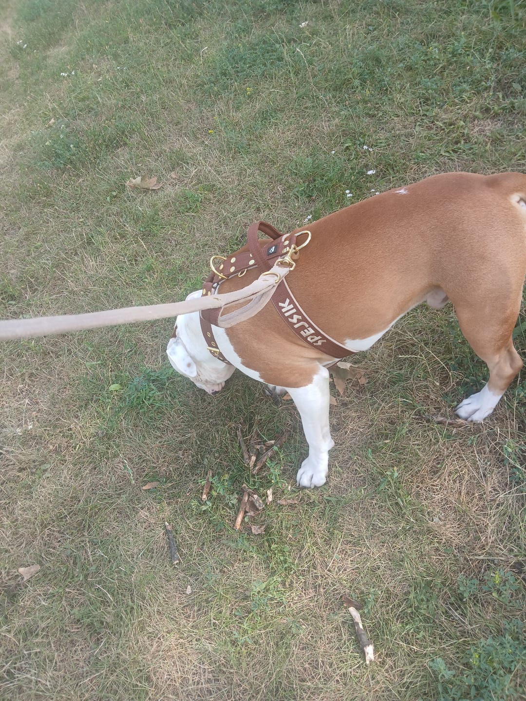 Customer photo review of Szelki dla psa typu guard z imieniem - Personal Harness