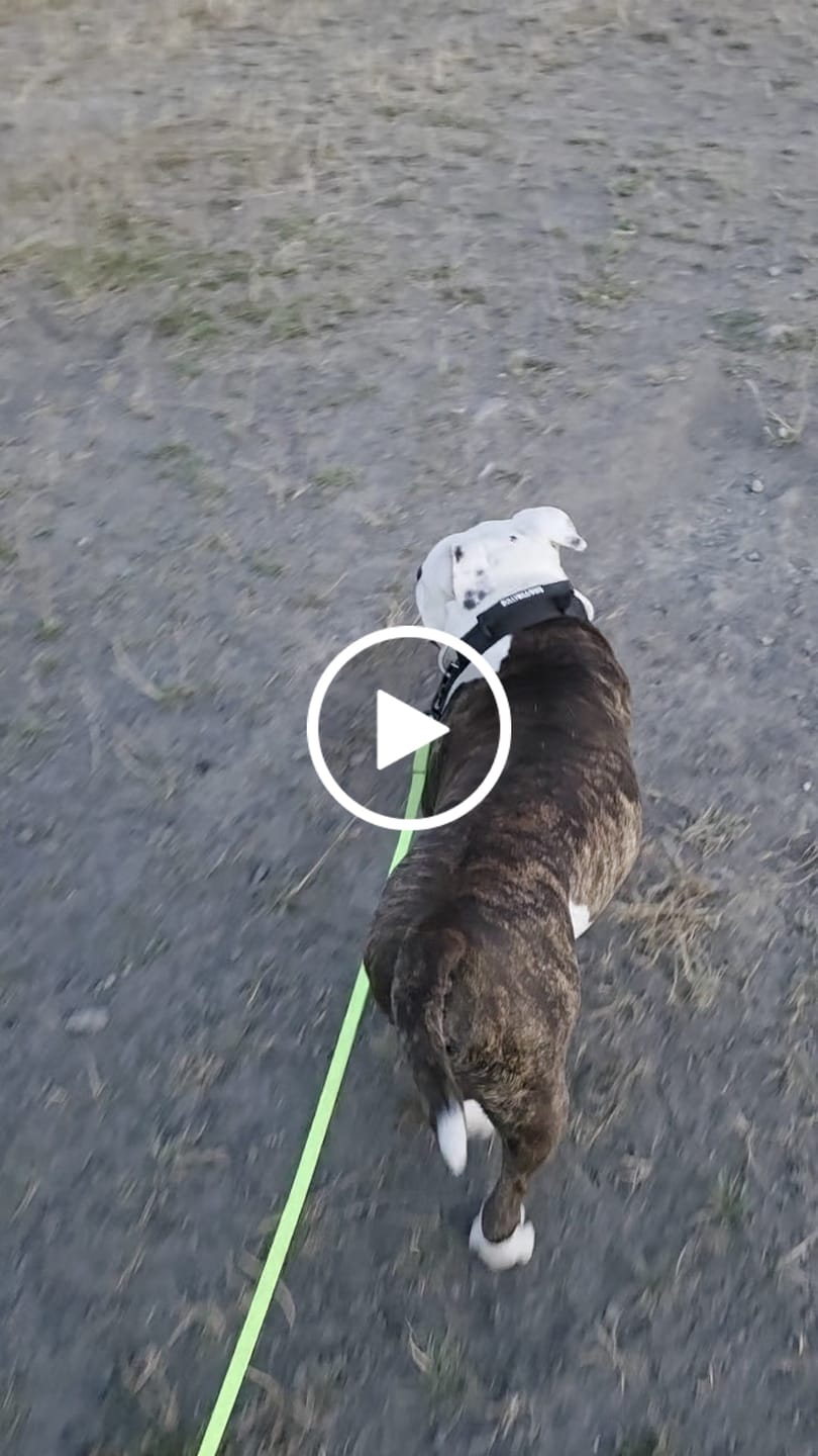 Customer video review of 4cm Combat® Collar | With Handle & Secured Clip - Black