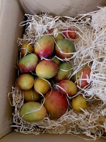 Kundenfoto einer Box voller Baby-Mangos der Sorte Wild Wonders, eingebettet in Holzwolle.