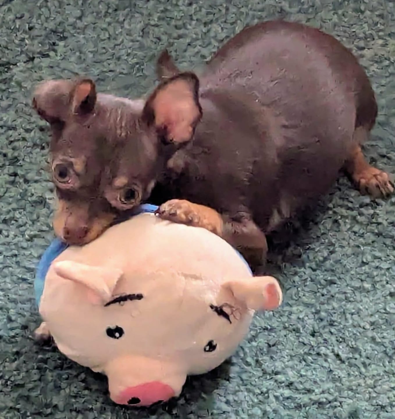 Customer photo review of Pig Pig