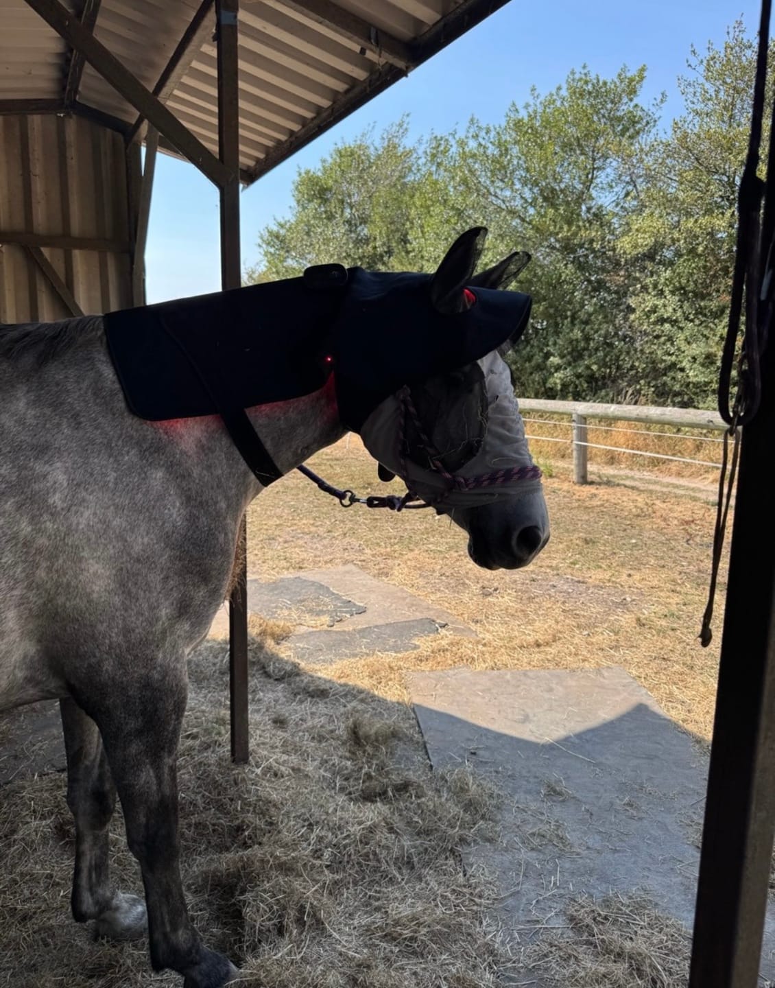 Customer photo review of HorseHalo™ HaloHead