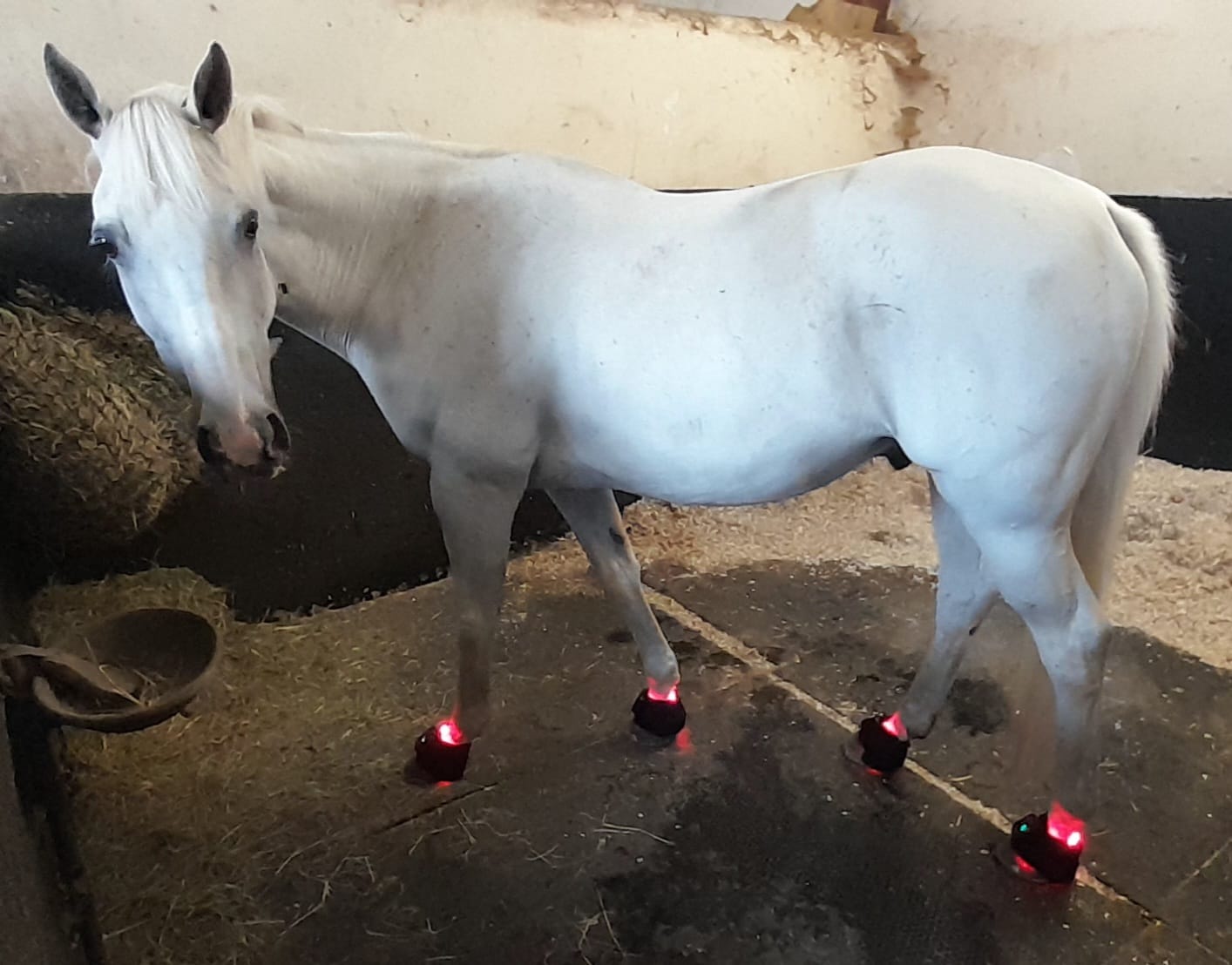 Customer photo review of HorseHalo™ HaloLegs Mini