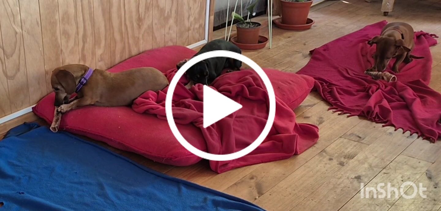 Customer video review of Tráquea de vacuno para perros (masticable natural) - Pack 10 unidades - Rinde hasta 2 meses