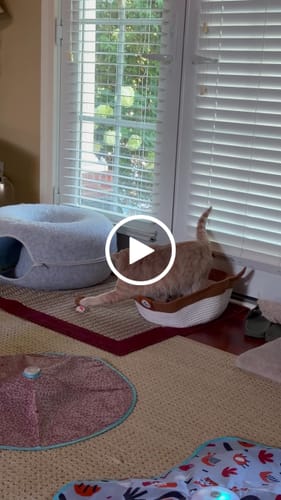 Customer video review of Instinct Basket | Meet the first research-backed natural territory for indoor cats