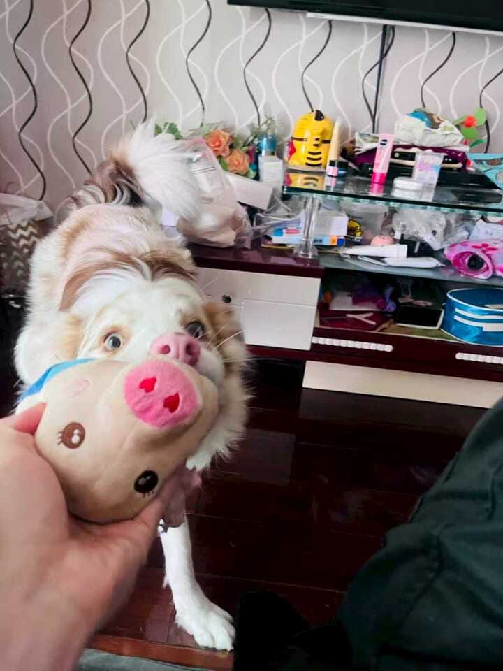 Customer photo review of Pig Pig