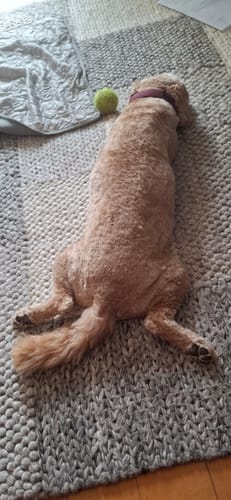 Kundenhund liegt entspannt auf einem Teppich neben einem grünen Spielball nach der Gabe von Easy Squeezy.