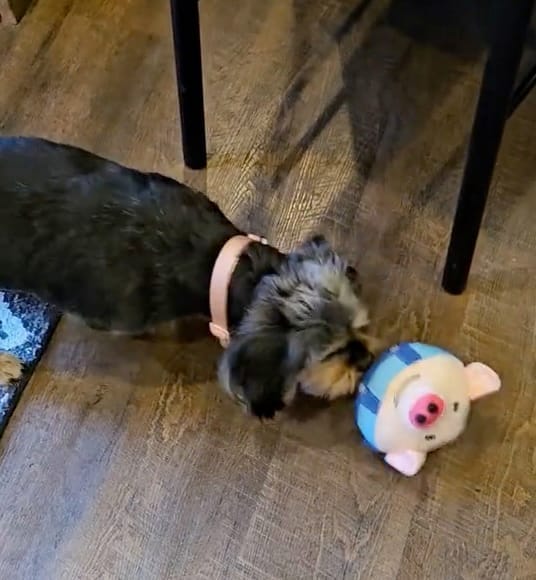 Customer photo review of Pig Pig