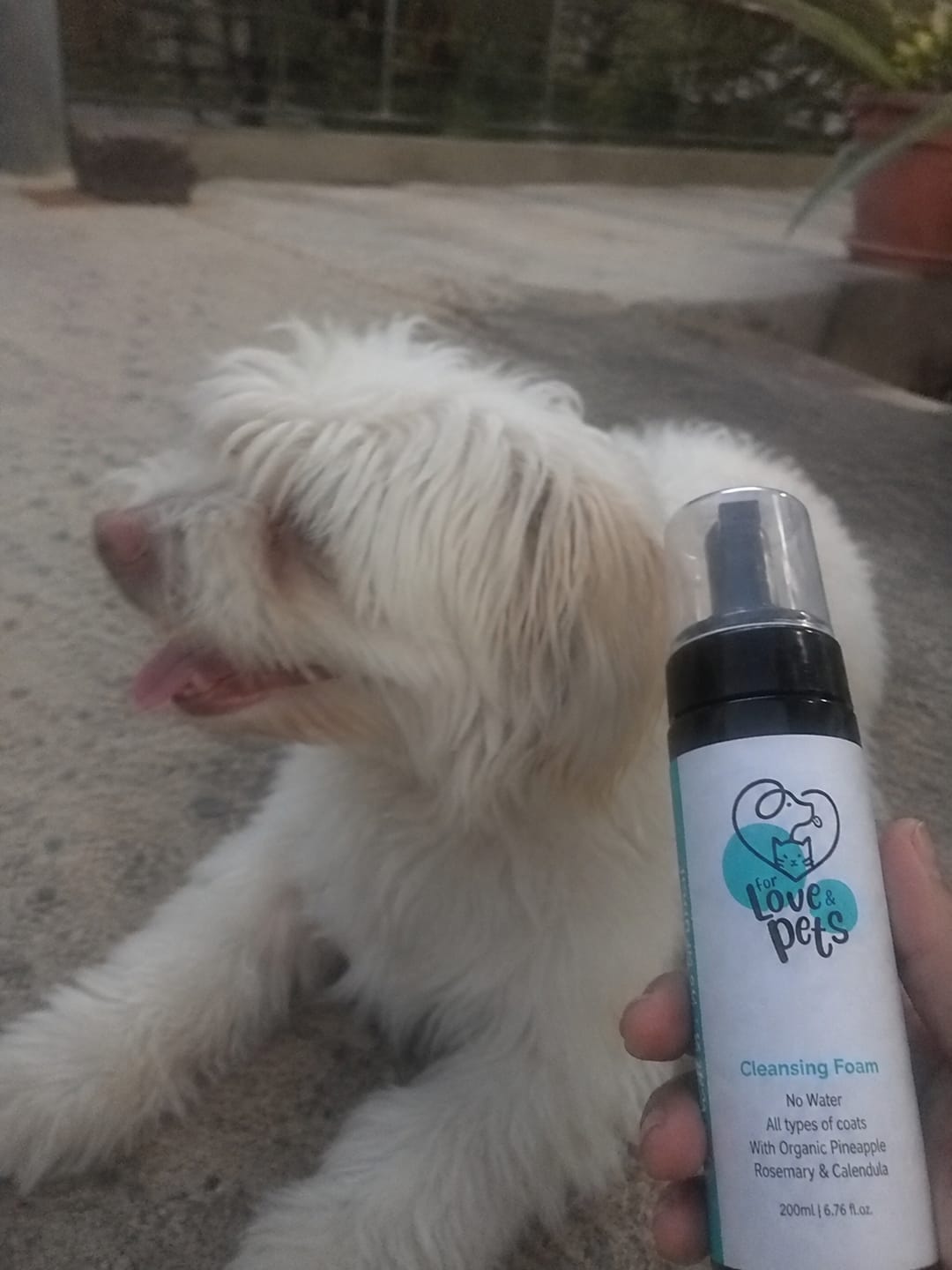 Customer photo review of Αφρός Καθαρισμού Χωρίς Νερό για Σκύλους & Γάτες - Καθαρό Τρίχωμα Χωρίς Μπάνιο