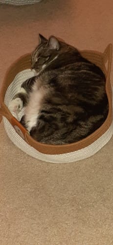 Customer's tabby cat sleeping soundly inside an Instinct Basket.