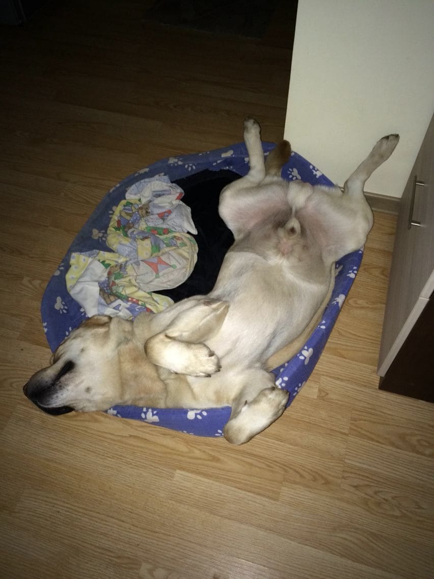 Customer photo review of PawSpa® Calmy™ — Sonidos de Relajación para Mascotas