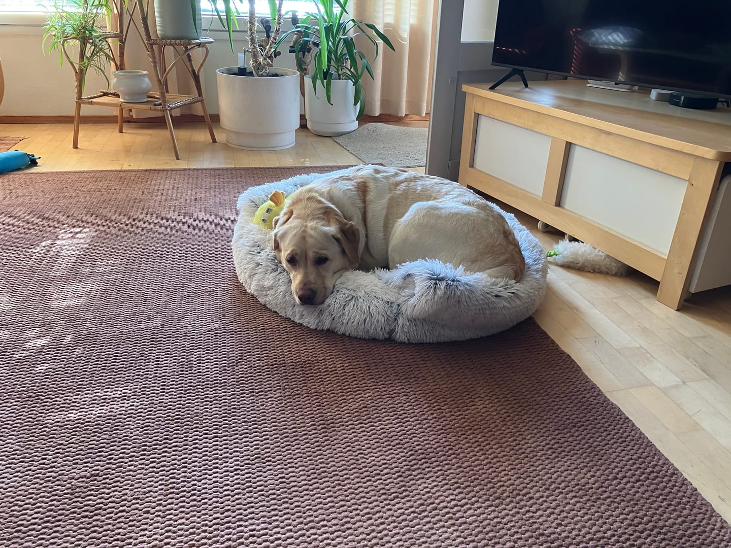 Customer photo review of CozyCave™ rauhoittava luolapeti koirille