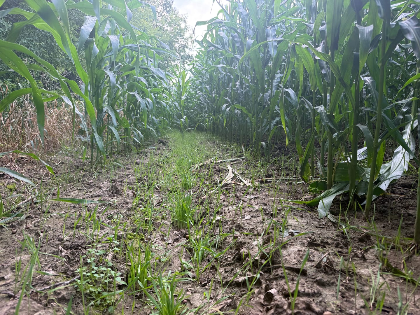 Customer photo review of Winter Rye Food Plot Seed