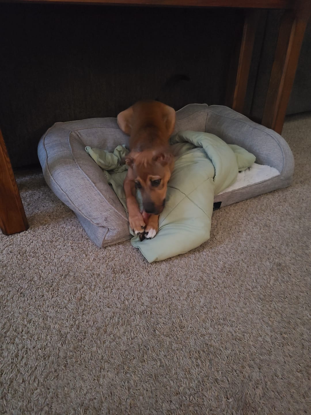 Customer photo review of 6 Inch Monster Bully Stick