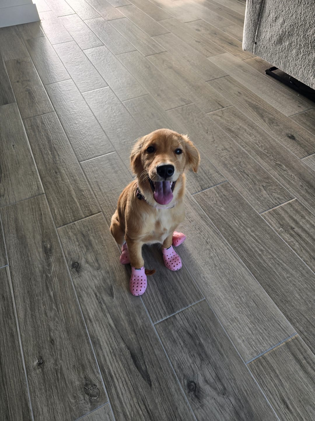 Customer photo review of WagWellies® Mojave