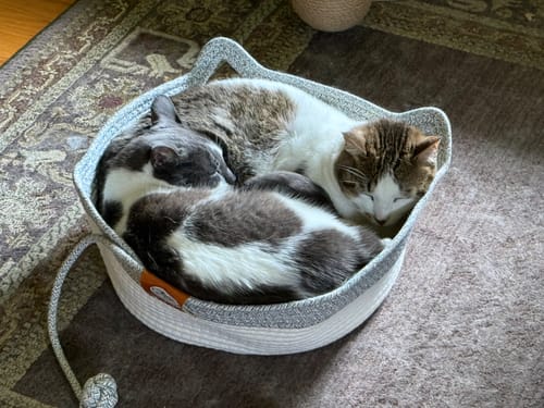 Customer's two cats resting together inside an Instinct Basket on a patterned rug.