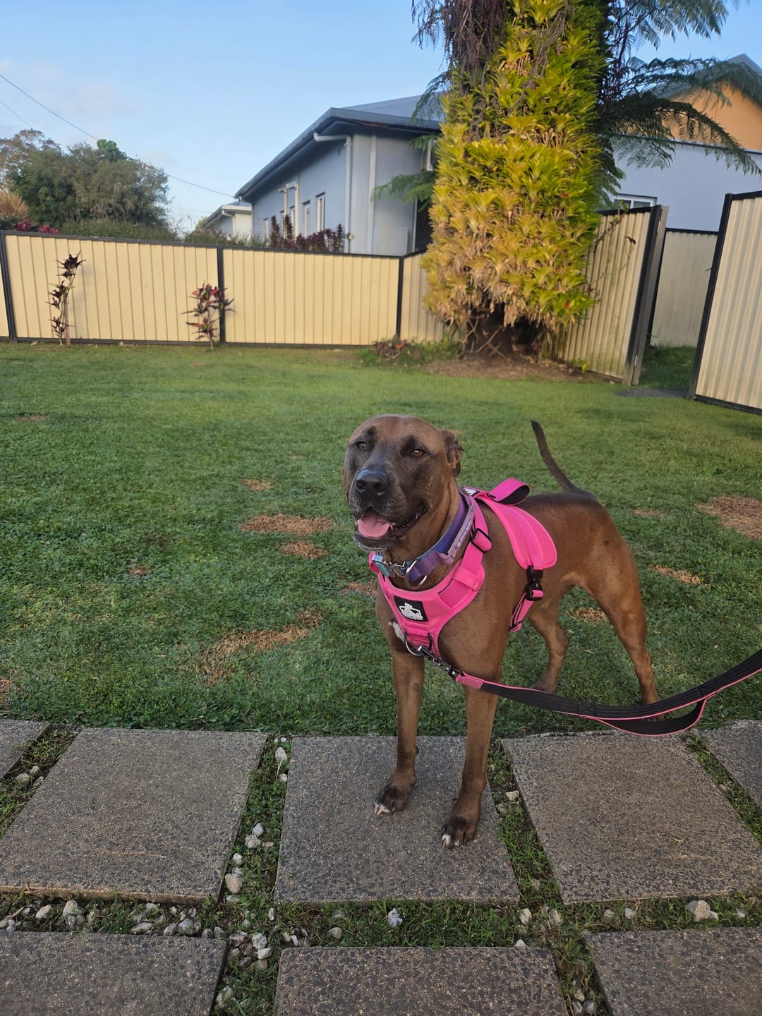 Customer photo review of No Pull Bully Proof Harness