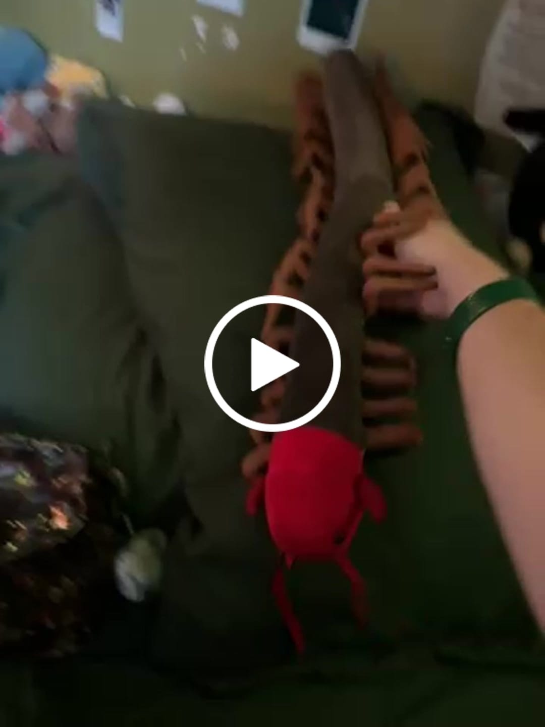 Customer video review of Chinese Red-Headed Centipede Stuffed Plush Toy
