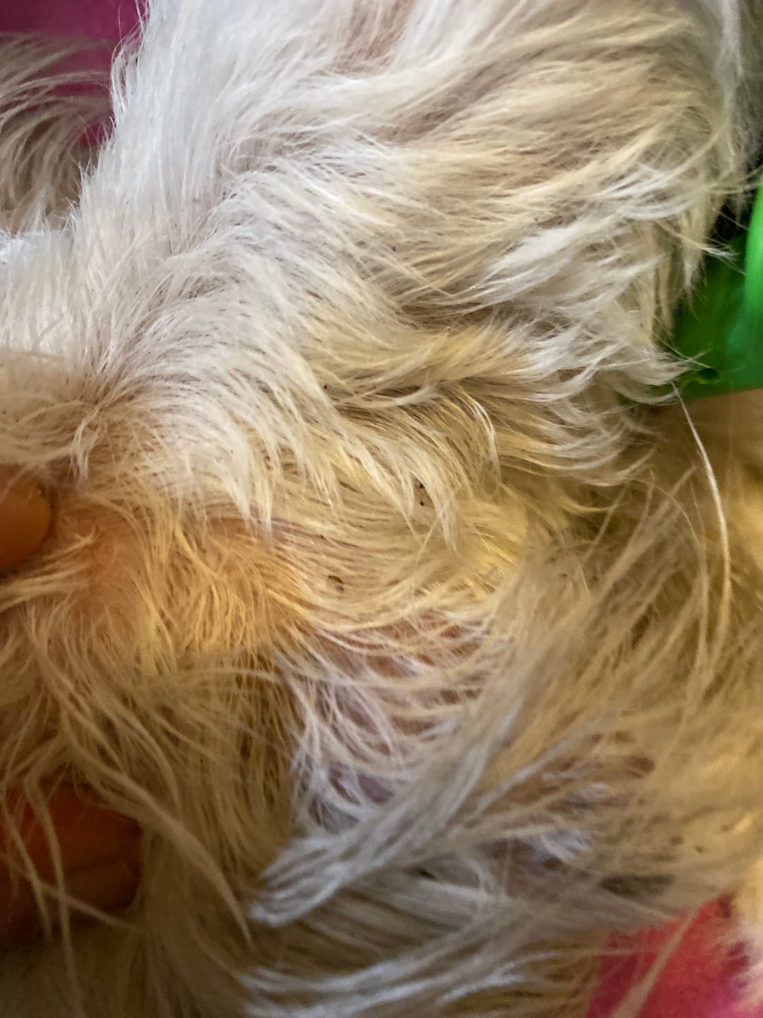 Customer photo review of FurLife™ 12 Months Flea and Tick Free
