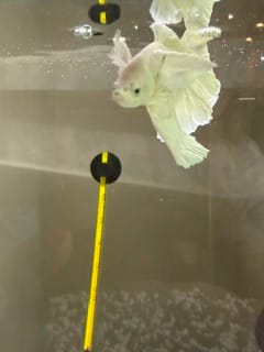 Customer photo review of Super White Dumbo Ear Halfmoon Male Betta Fish