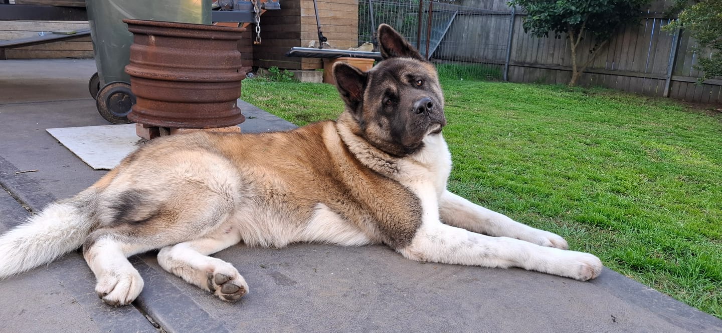 Customer photo review of Salmon for Dogs & Cats