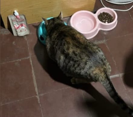 Customer photo review of Chicken Fiesta Gatos